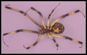 If i were bitten by one i would go see the doctor. Discovered In 2003 Brown Widow Spiders In Urban Southern California May Be Displacing Native Black Widow Spiders Scientific Earth Conscientious