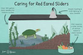 a guide to caring for pet red eared sliders