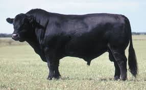 Black Angus Bull Google Images Cattle Beef Cattle Cow Calf