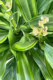 Image result for Dracaena fragrans