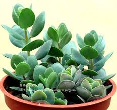 Image result for Kalanchoe rotundifolia