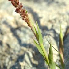 Image result for Tragus racemosus