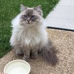 Lynx Point Ragdoll Cats