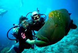 They need to be able to understand course if you're wondering how much each recreational dive costs for a certified diver, you've read enough. Beginner Dive On The Great Barrier Reef
