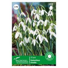 Image result for ghiocel