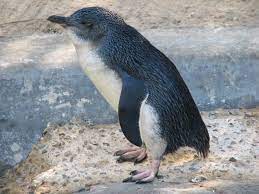 Little Blue Penguin Penguin Facts And Information Pinguinos Spheniscidae Animales