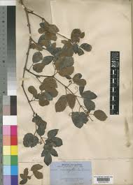 Image result for Rhoicissus tridentata