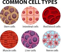 Animal cells are the basic unit of life in organisms of the kingdom animalia. Animal Cell The Definitive Guide Biology Dictionary