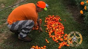 Click current inmates to view inmates currently at the saline county detention center. Benton County Inmates Learn To Garden While Giving Back 5newsonline Com