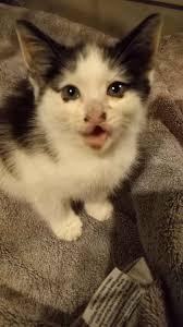 Stray cat and kittens need a forever home