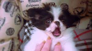Japanese Chin Malu Dubstep Japanese Chin Dog Lover Gifts Chin