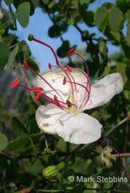 Image result for Bauhinia bowkeri