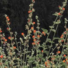 Image result for Barleria macrostegia