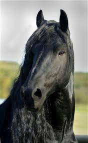 Ozark Daglarinda Yasayan Dunyanin En Yakisikli Ati Frederick Friesian Horse Black Horses Horses