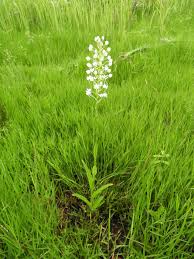 Image result for Habenaria kilimanjari