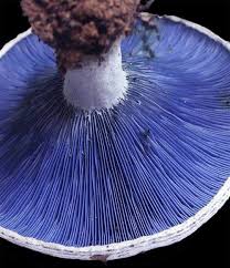Musherum Pilze Pilz Champignon Pflanzenreich