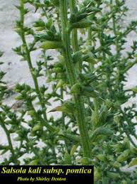 Image result for Salsola kali