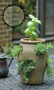 Growing Herbs In A Strawberry Pot For Easy Access And Small Spaces Herb Garden Pots Strawberry Pots Strawberry Pot