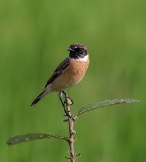 Top 25 Wild Bird Photographs Of The Week Migratory Birds 2 National Geographic Society Newsroom Wild Birds Migratory Birds Birds 2