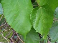 Image result for Alchornea cordifolia