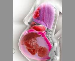 This pathway consists of the following: Science This Is How A Woman S Internal Organs Move Around During Pregnancy How Africa News