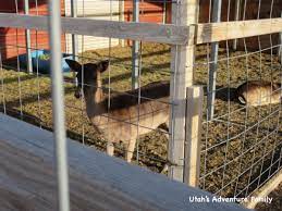 Last reviews about stores in scipio, ut. Scipio Petting Zoo Utah S Adventure Family