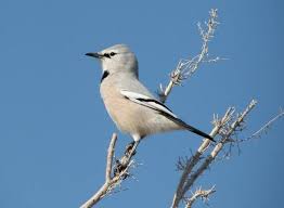 Male Pander S Ground Jay Podoces Panderi Pet Birds Birds Animals