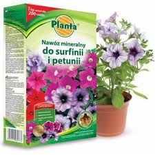 Image result for foto surfínie