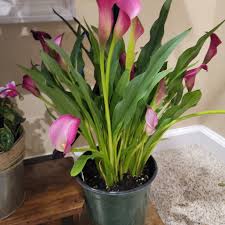 Image result for Zantedeschia rehmannii
