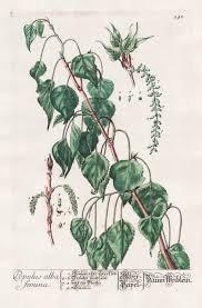 Image result for Senecio auriculatissimus