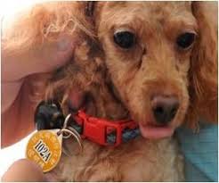 Czech Republic Gets A New Pooch Restaurant Restaurant Czech Republic Lifestyle News