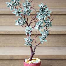 We did not find results for: 7 Money Tree Ideas Pta Fundraising Money Trees How To Raise Money