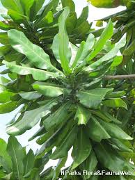Image result for Barringtonia asiatica