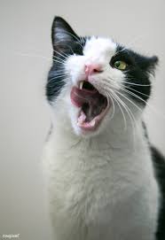Black And White Cat Yawning Free Image By Rawpixel Com Milada Vigerova Cat Yawning Cat Pics Kittens Funny