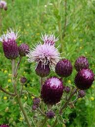 Milk Thistle Pictures Flowers Leaves And Identification Wild Plants Medicinal Plants Edible Plants