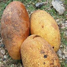 Buah merupakan salah satu sumber nutrisi yang sehat untuk ibu hamil. Buah Binjai å¸–å­ Facebook