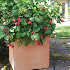 Get the best deal for strawberry bush/shrub fruit seeds from the largest online selection at ebay.com. Brazelberries Raspberry Shortcake Dwarf Thornless Raspberry Finegardening