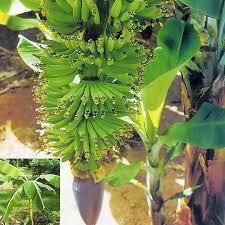 Image result for Musa Cavendish