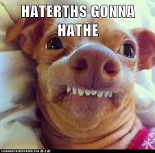 Haterths Gonna Hathe Funny Animal Quotes Cute Funny Animals Good Night Funny