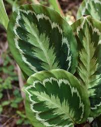 Image result for Falkia oblonga