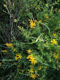 Inverno jasmine (jasminum nudifl) sviluppa gemme nel tardo inverno da un. Erbe Spontanee Dalla Sardegna Publications Facebook