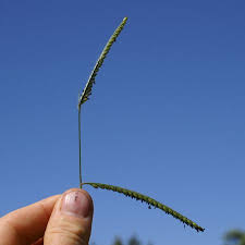 Image result for Urochloa eminii