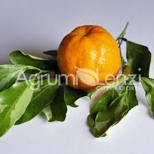 Image result for Citrus × aurantium