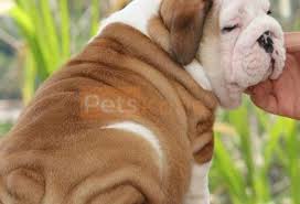 Maybe you would like to learn more about one of these? Male And Female English Bulldog Puppies For Sale Petskona Com