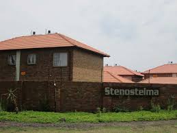 Image result for Stenostelma