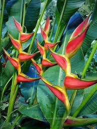 Pin On Tropi Exotic Plantas