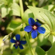 Image result for Lysimachia arvensis