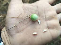 Image result for Uvaria welwitschii