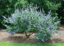 Image result for Vitex