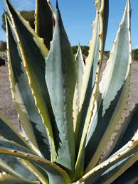 Image result for Agave americana